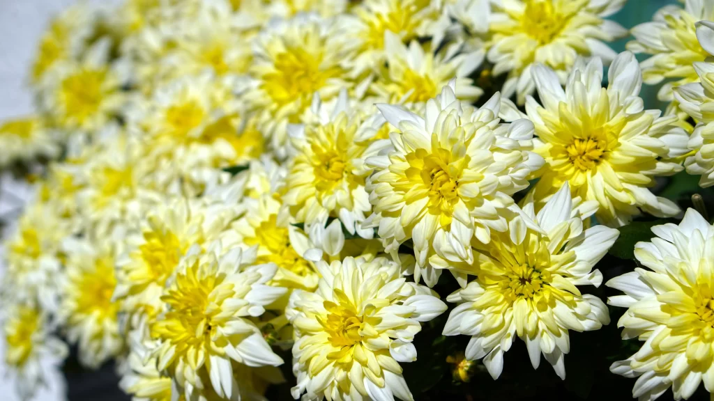 Yellow Chrysanthemum Blooms Petals Sunlight