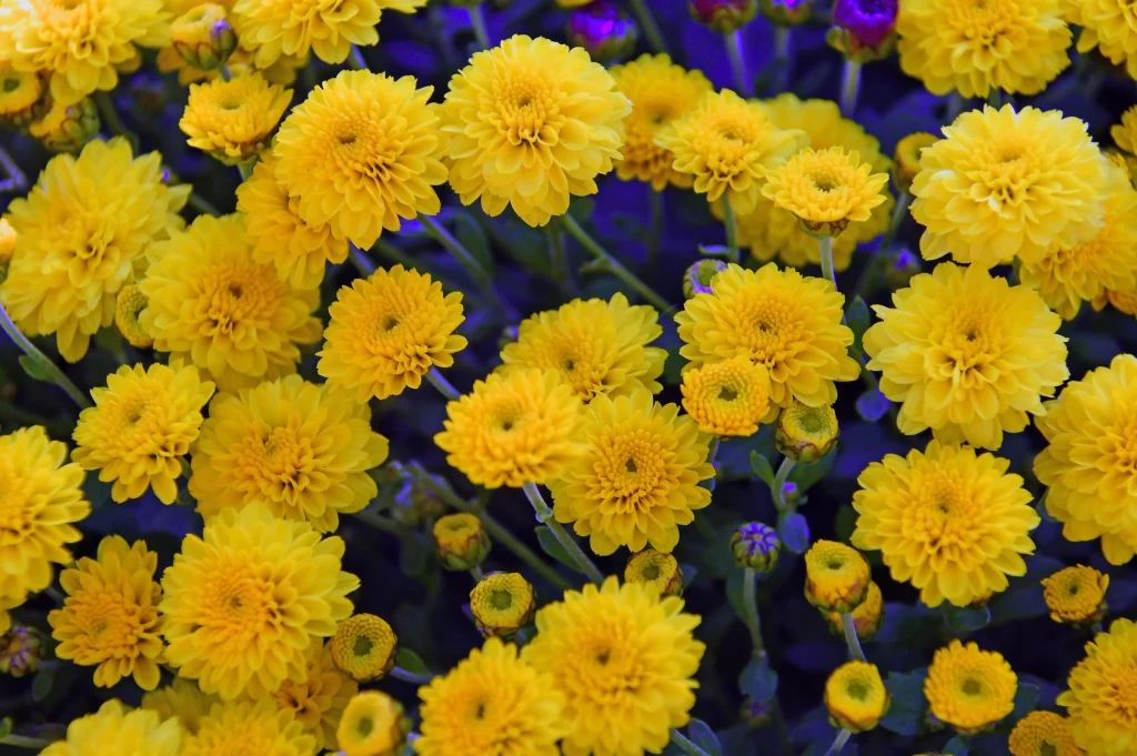 Yellow Chrysanthemum Blooms Petals Dense warm Bright