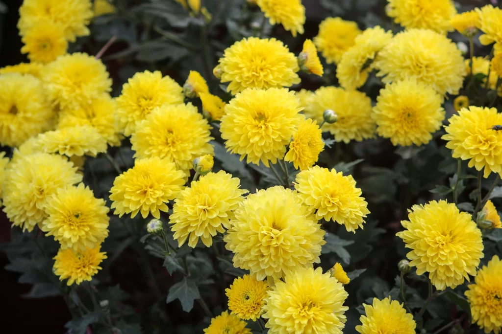 Yellow Chrysanthemum Blooms Petals Dense warm Cluster