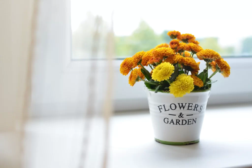 Yellow Chrysanthemum Blooms Bright Petals White Pot