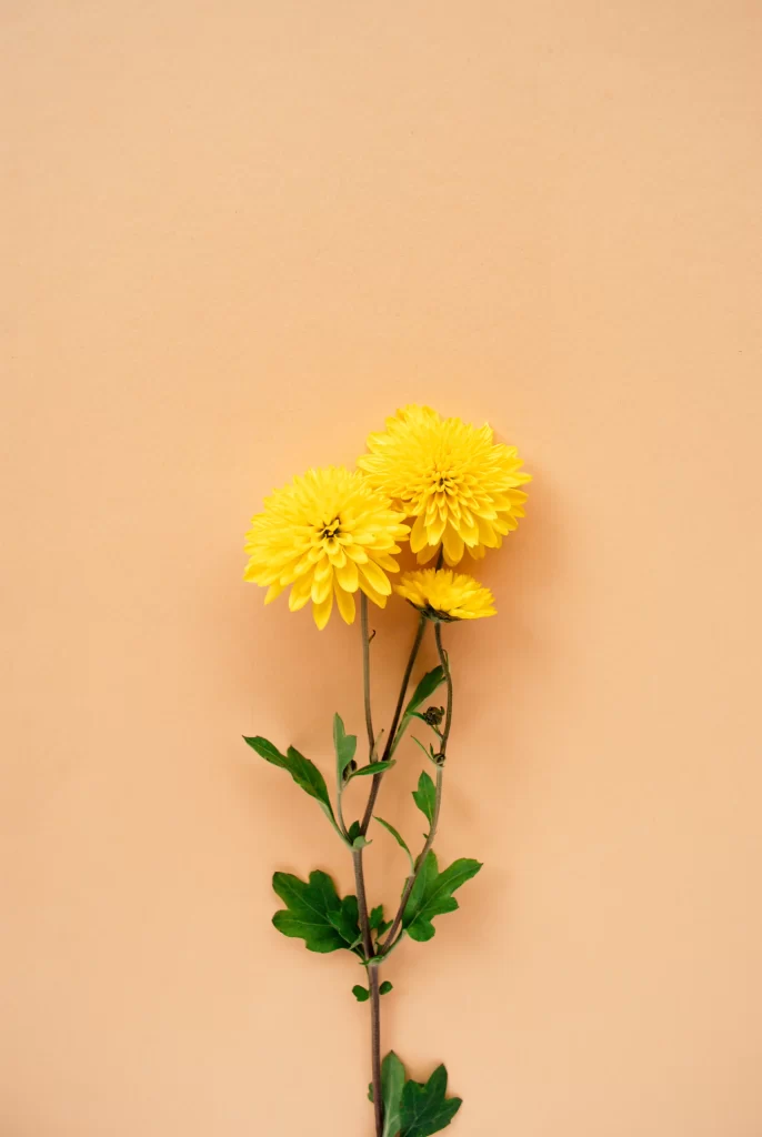 Yellow Chrysanthemum Blooms Petals Green warm Leaves