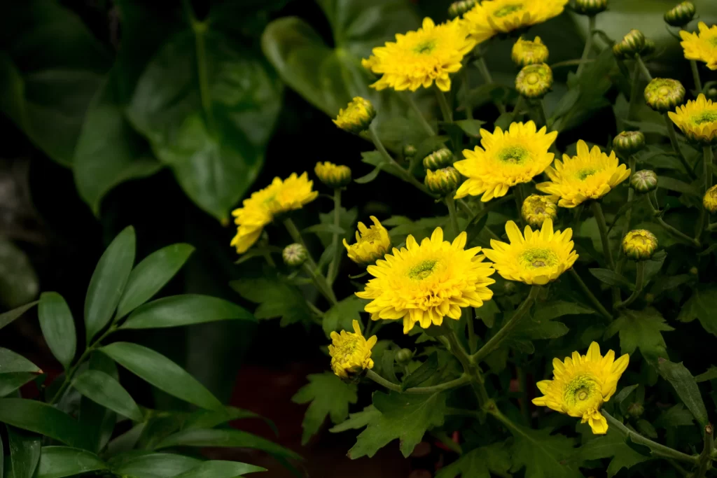 Yellow Chrysanthemum Blooms Petals Green dark Leaves