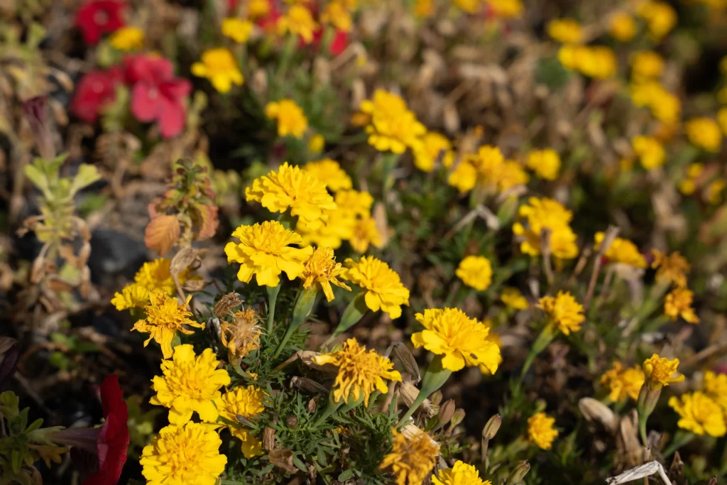 Yellow Chrysanthemum Blooms Petals Dense Sunlit