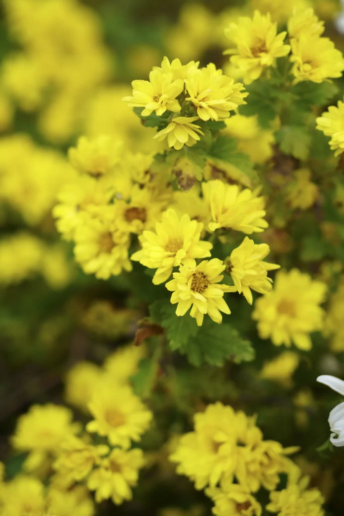 Yellow Chrysanthemum Blooms Petals Dense warm Cluster