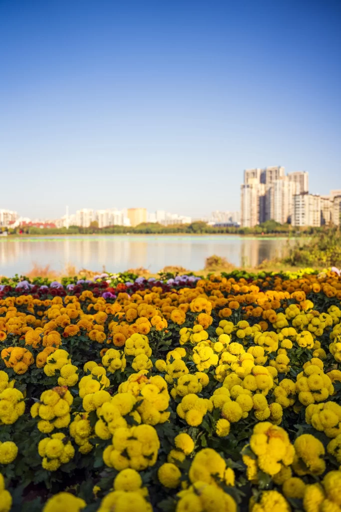 Yellow Chrysanthemum Blooms Dense Urban Background