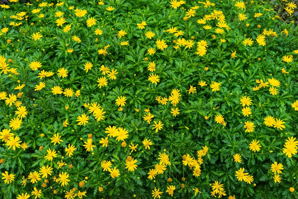Yellow Chrysanthemum Blooms Petals Green warm Leaves