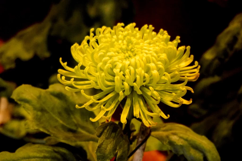 Yellow Chrysanthemum Blooming Petals Curved Dark Background