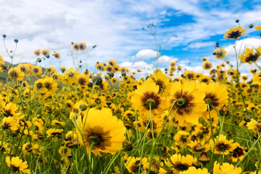 Yellow Chrysanthemum Blooms Petals Green Stems Blue Sky White Clouds