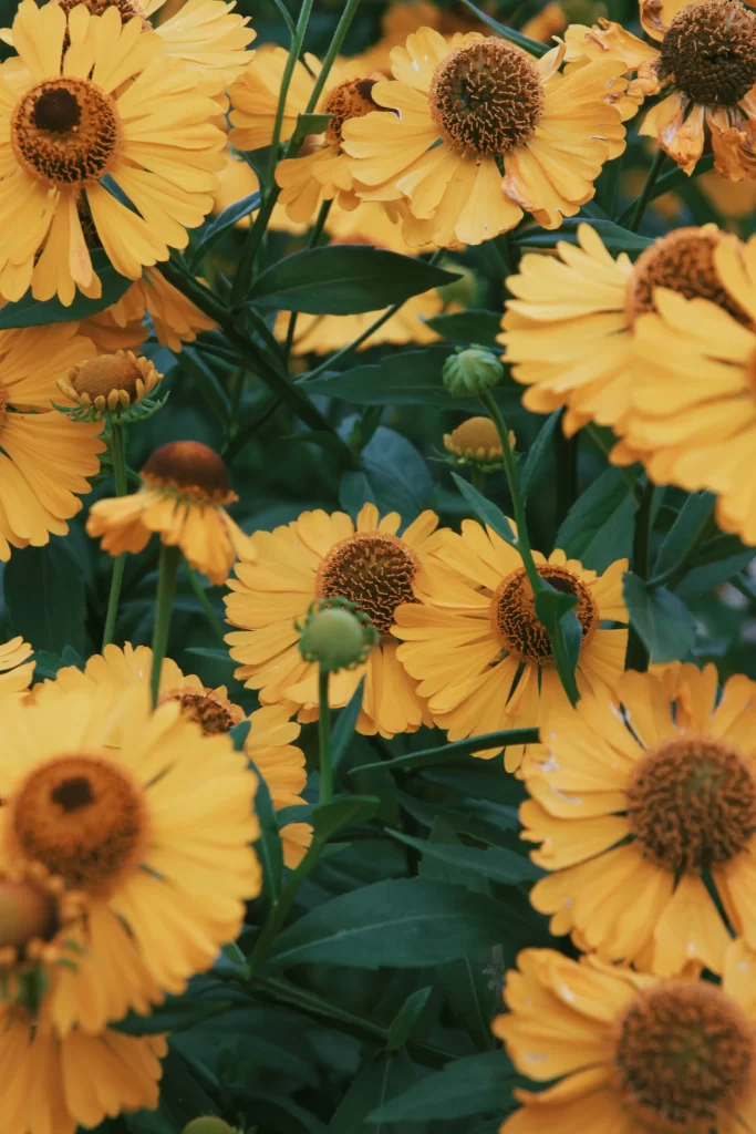 Yellow Chrysanthemum Blooms Petals Green warm Leaves