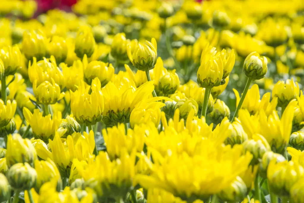 Yellow Chrysanthemum Blooms Petals Dense Bright