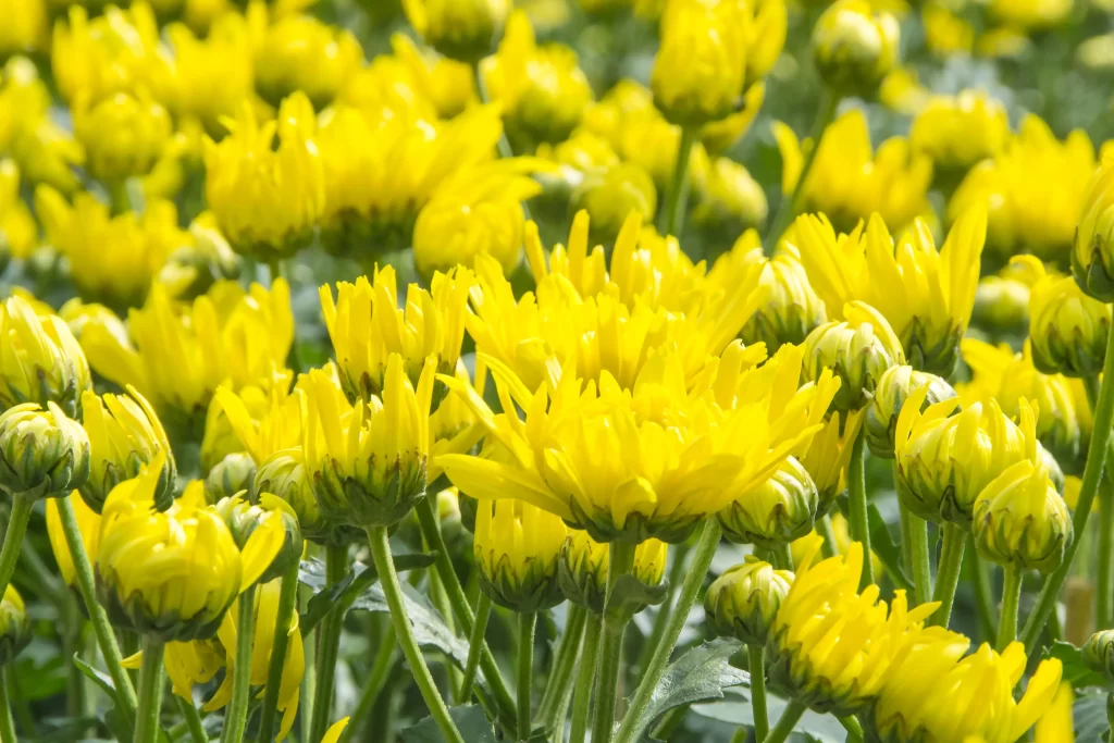 Yellow Chrysanthemum Blooming Petals Dense Sunlit
