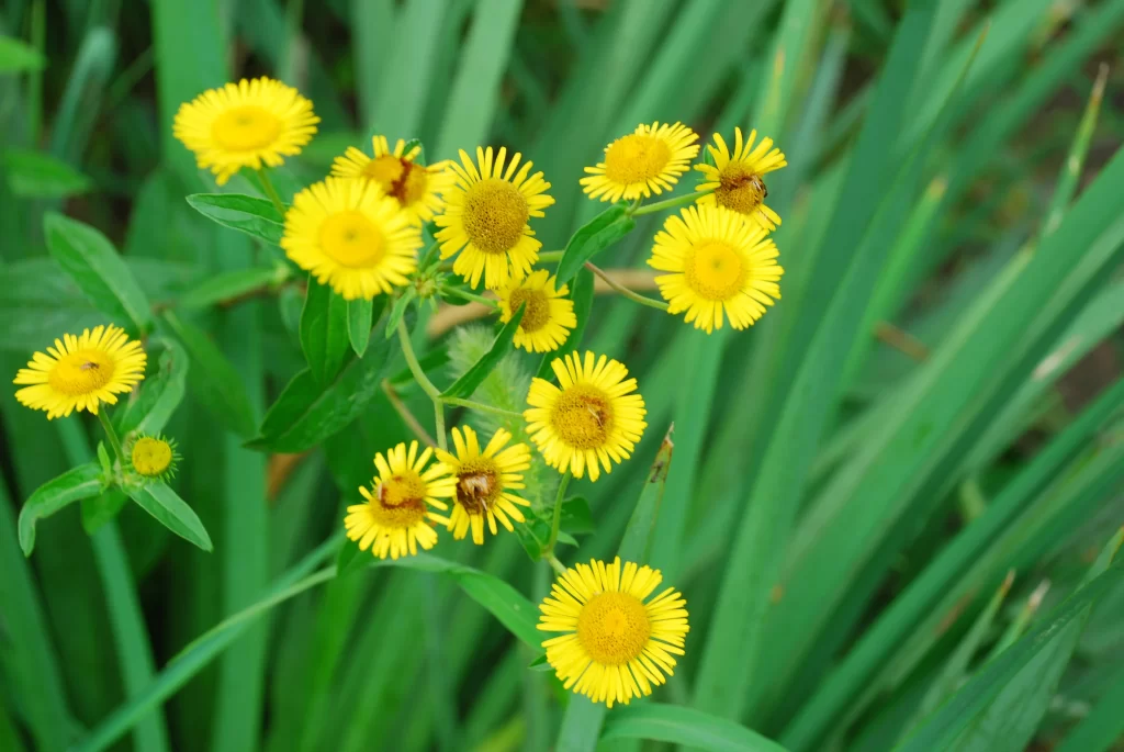 Yellow Chrysanthemum Blooms Petals Green warm Leaves