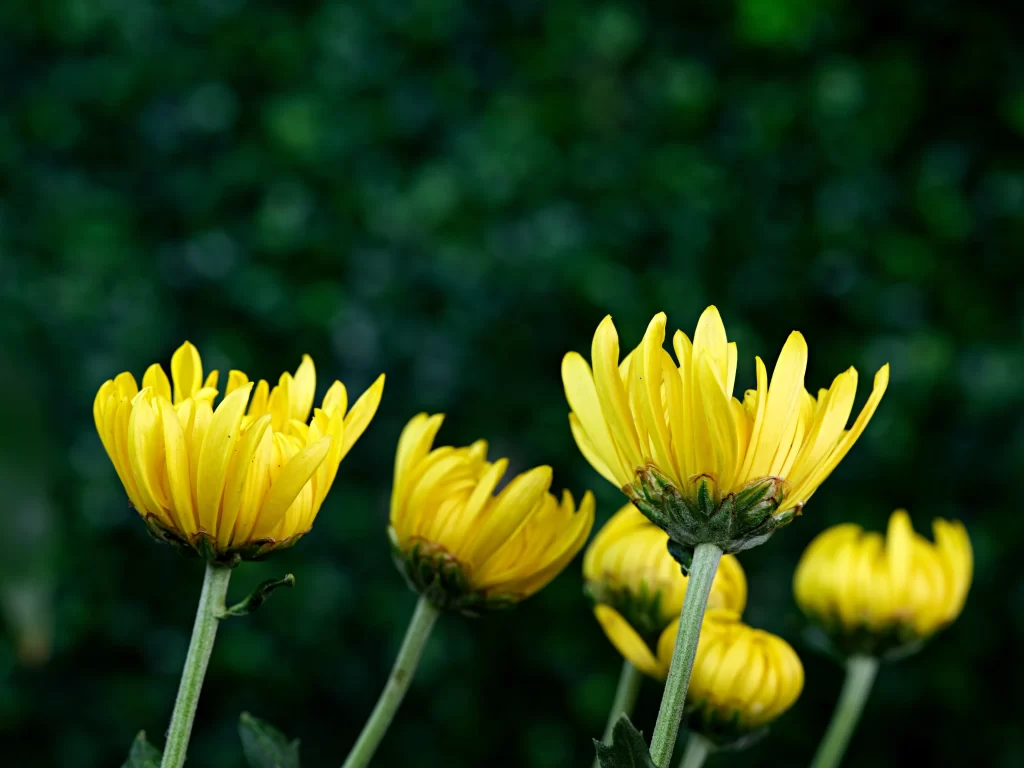 Yellow Chrysanthemum Blooms Petals Green warm Background