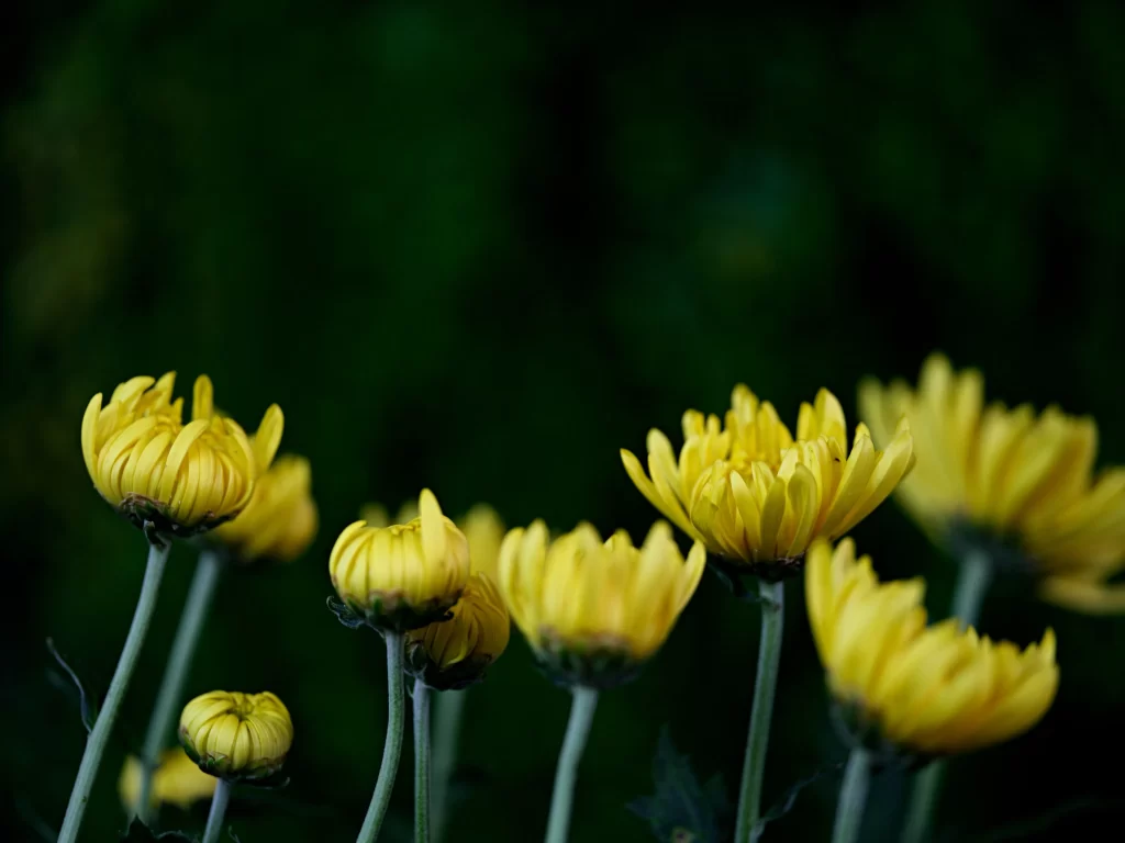 Yellow Chrysanthemum Blooms Petals Green dark Background
