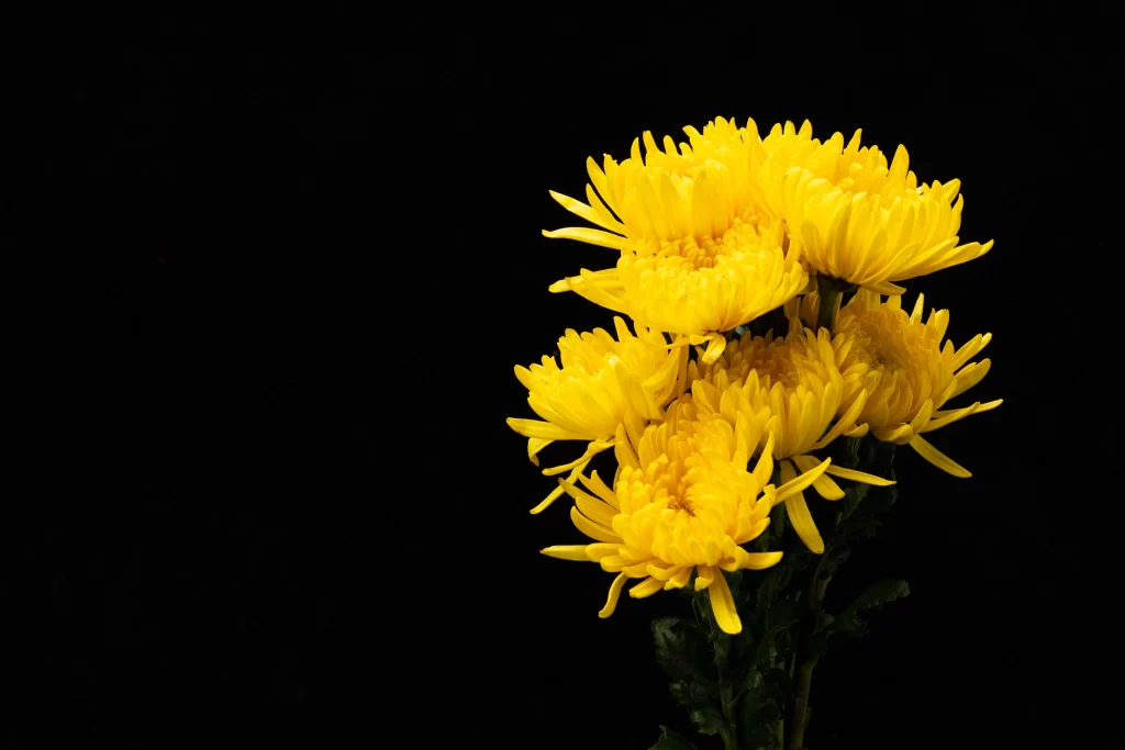 Yellow Chrysanthemum Blooms Petals Dense Dark Background