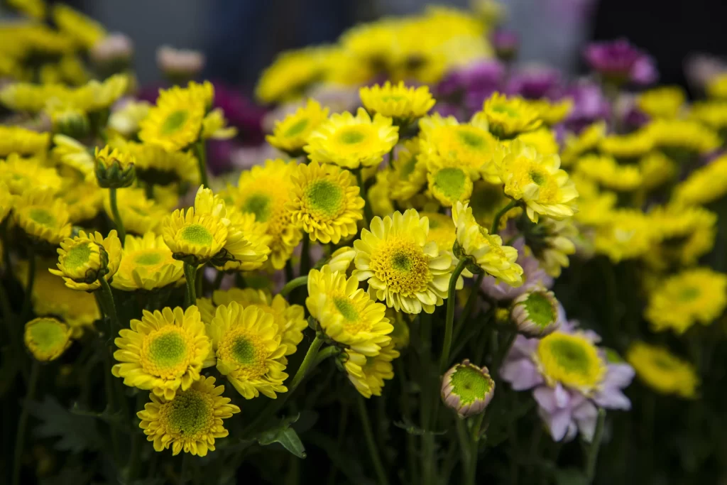 Yellow Chrysanthemum Blooms Petals Green Centers