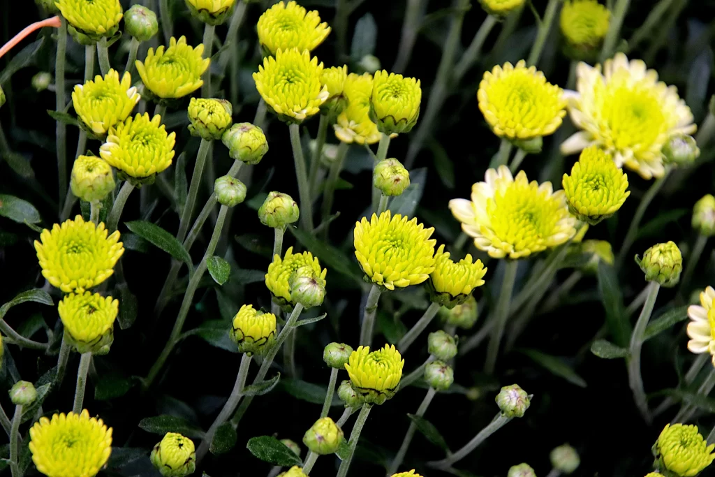 Yellow Chrysanthemum Blooms Petals Green Stems