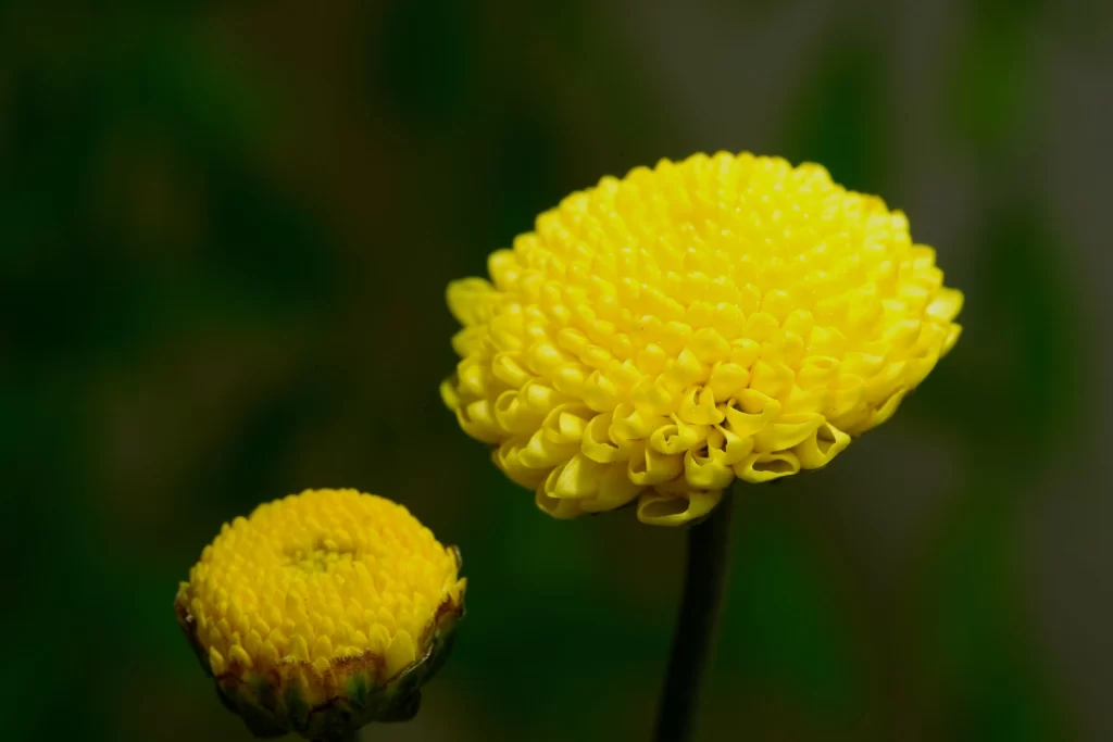 Yellow Chrysanthemum Blooms Petals Round Dense