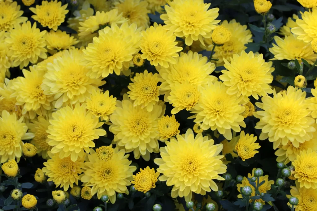 Yellow Chrysanthemum Blooms Petals Dense warm Bright