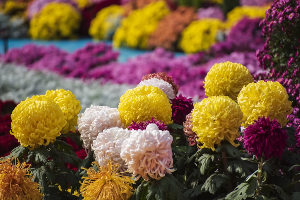 Yellow Chrysanthemum Blooms Petals Colorful Garden