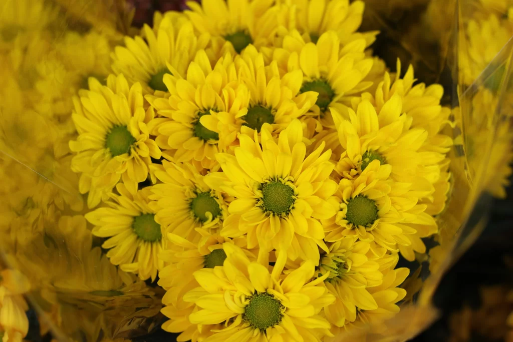 Yellow Chrysanthemum Bright Petals Green Center
