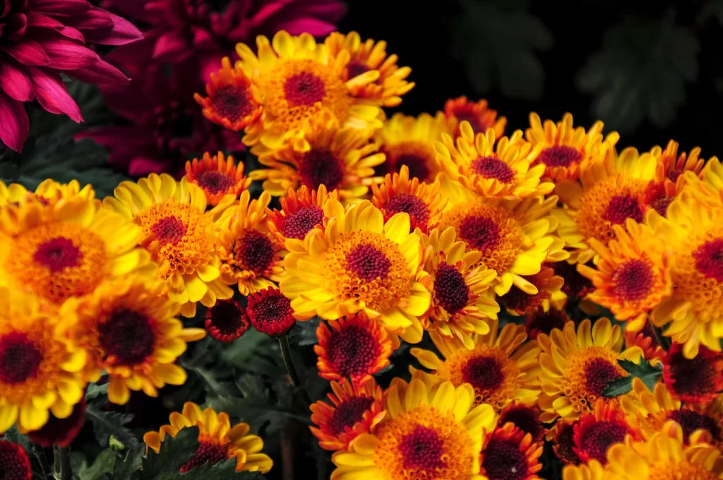 Yellow Chrysanthemum Bright Petals Red Center