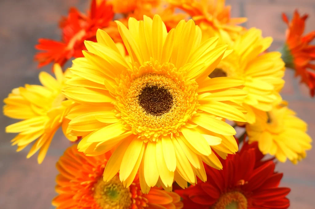 Yellow Chrysanthemum Bright Petals Dark Center