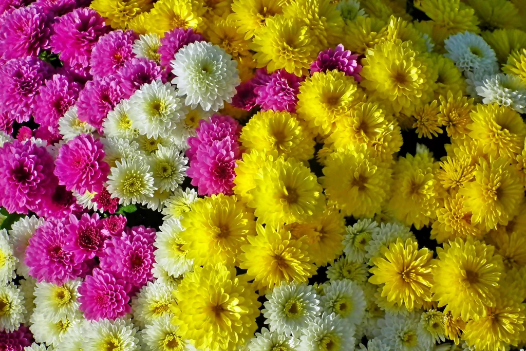 Yellow Chrysanthemum Bright Petals Dense warm Cluster