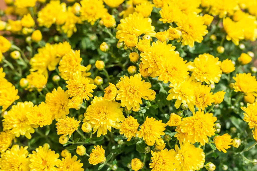 Yellow Chrysanthemum Bright Petals Dense warm Cluster