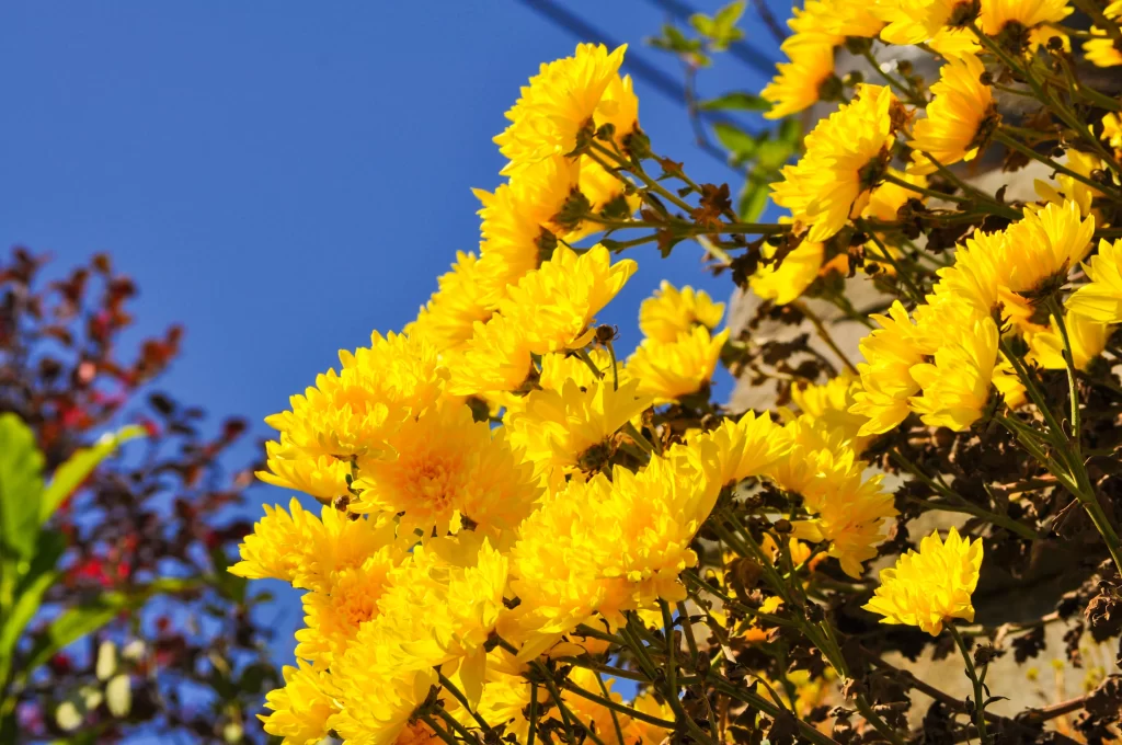Yellow Chrysanthemum Bright Petals Clear Sky
