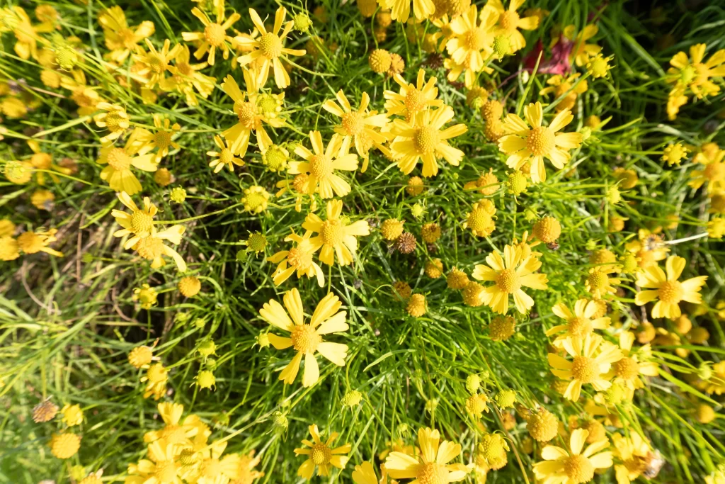 Yellow Chrysanthemum Bright Petals Dense warm Blooms