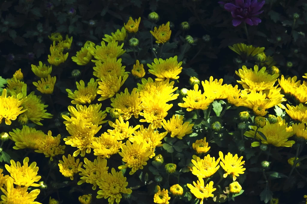 Yellow Chrysanthemum Bright Petals Dense warm Blooms