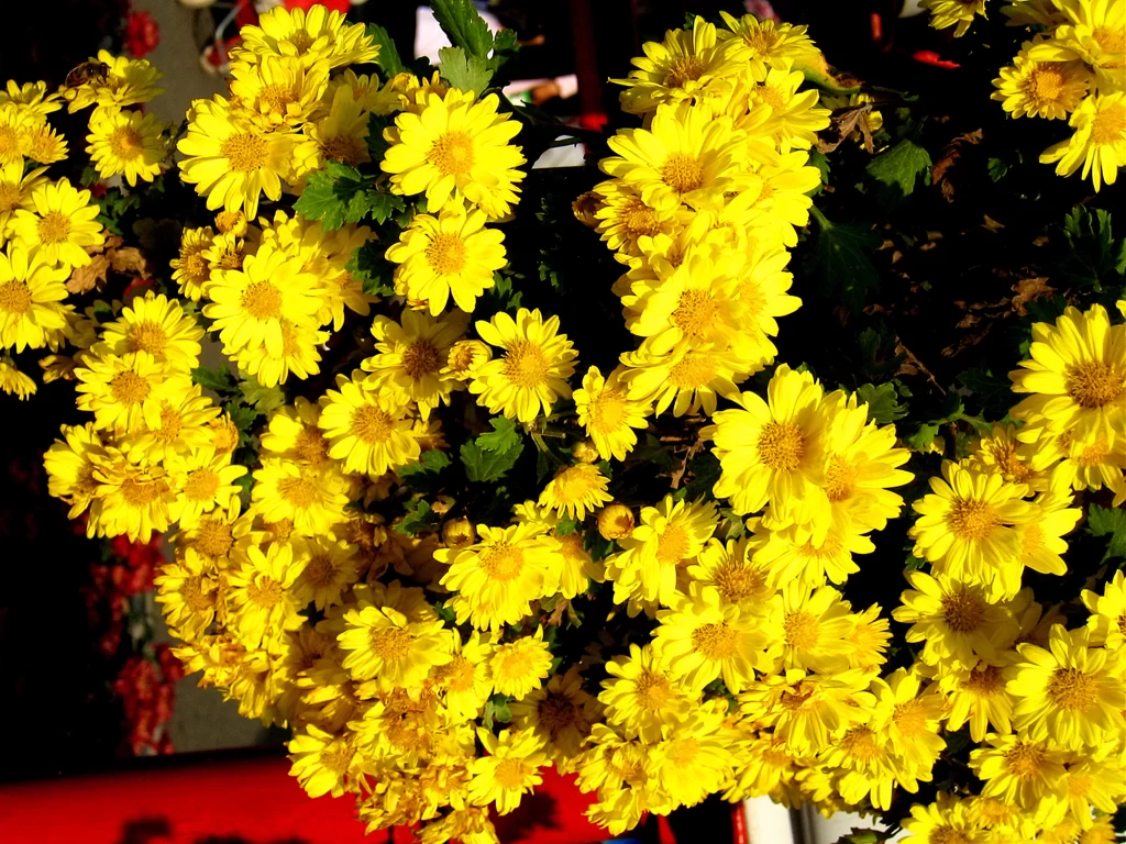 Yellow Chrysanthemum Bright Petals Dense warm Blooms