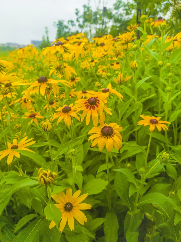 Yellow Chrysanthemum Bright Petals Dense warm Blooms