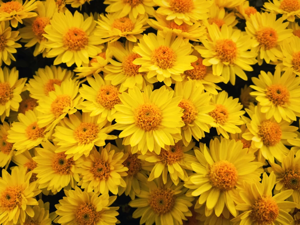 Yellow Chrysanthemum Bright Petals Dense warm Cluster