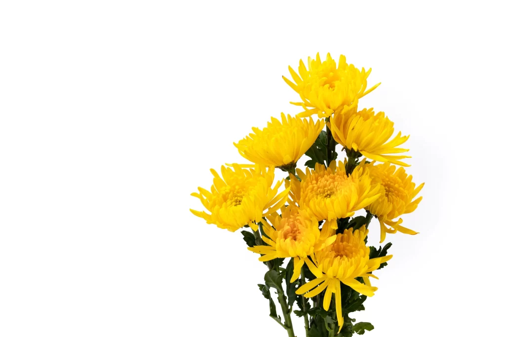 Yellow Chrysanthemum Bright Petals Dense white Cluster