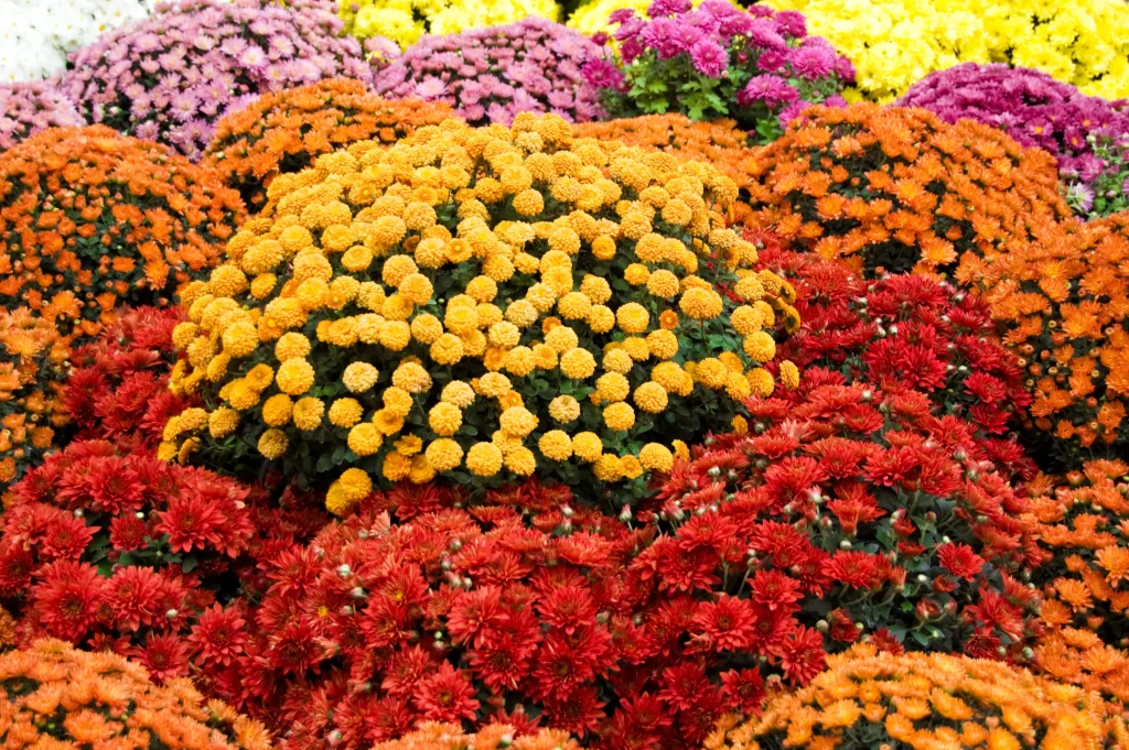 Yellow Chrysanthemum Cluster Dense Blooms
