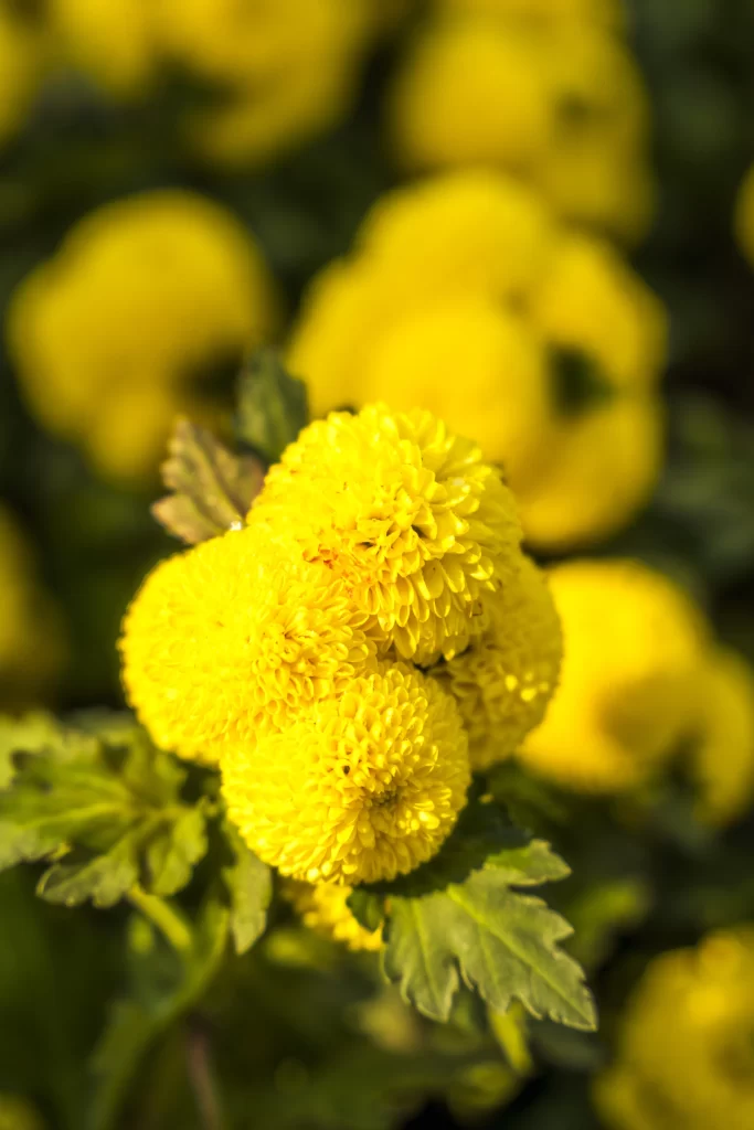 Yellow Chrysanthemum Cluster Petals Green Leaves