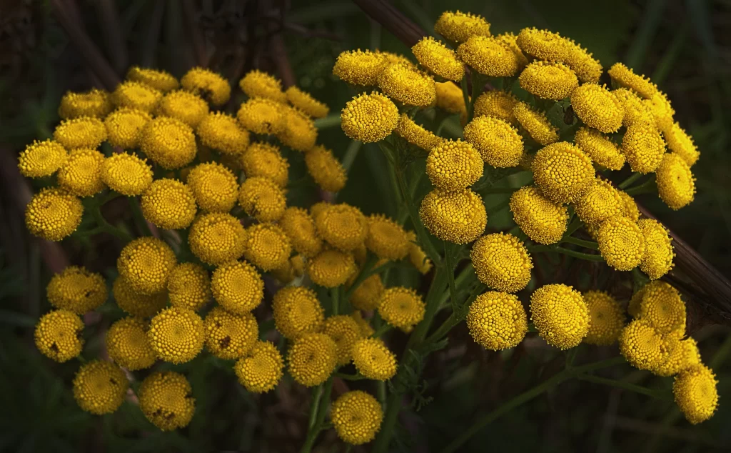Yellow Chrysanthemum Cluster Round Petals Dense