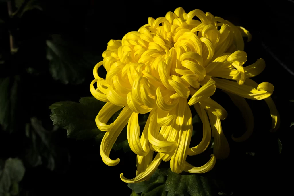 Yellow Chrysanthemum Curved Petals Dense Dark Background
