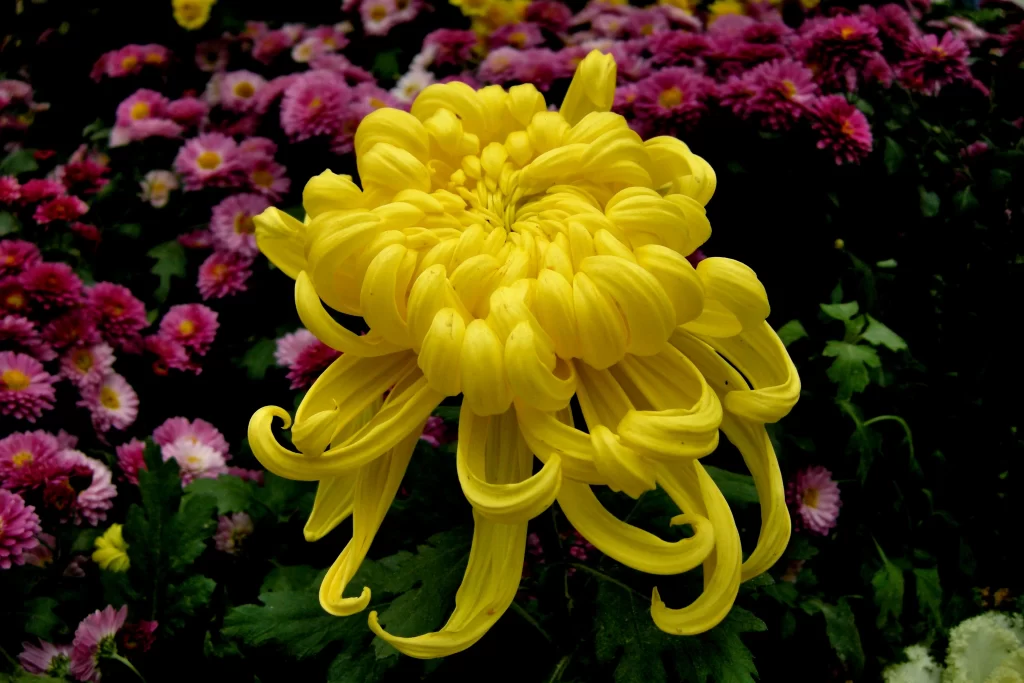 Yellow Chrysanthemum Curved Petals Dense Blooms