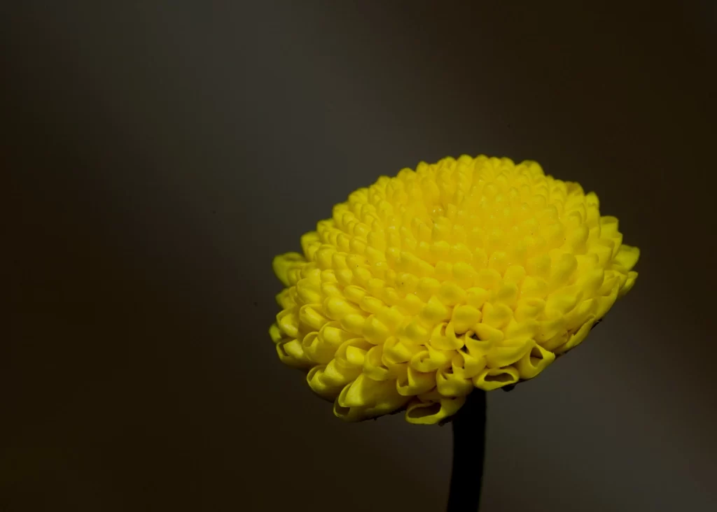 Yellow Chrysanthemum Dense Petals Round Shape