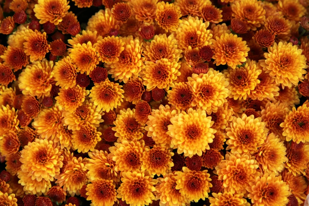 Yellow Chrysanthemum Dense Petals Warmth Autumn