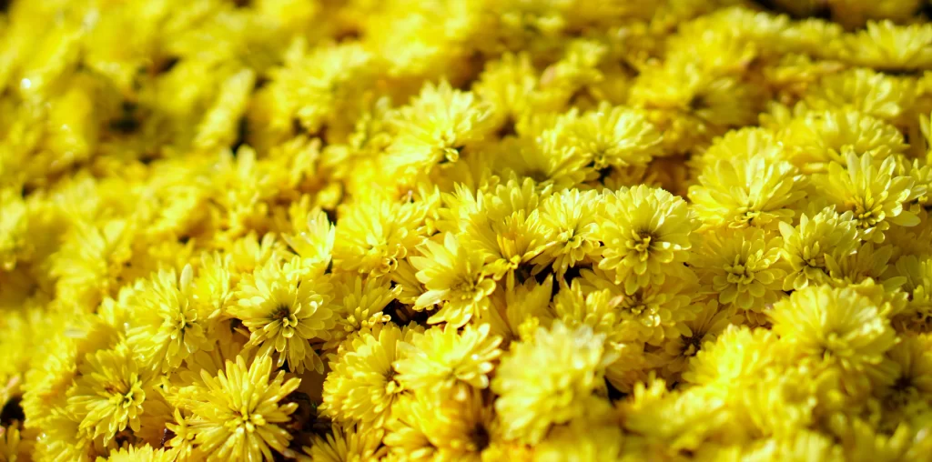 Yellow Chrysanthemum Dense Petals Bright Sunlight