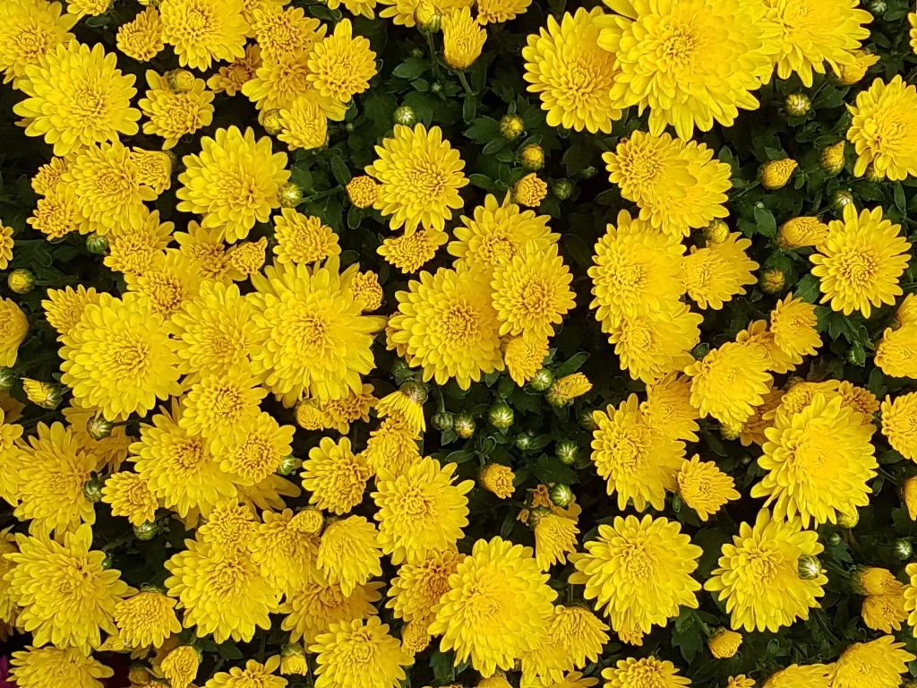 Yellow Chrysanthemum Dense Petals Bright Green Leaves
