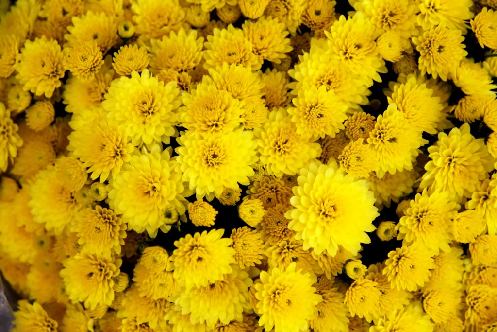 Yellow Chrysanthemum Dense Petals Bright
