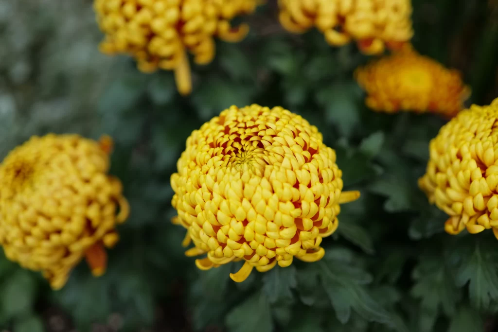 Yellow Chrysanthemum Dense Petals Round Shape Green Leaves
