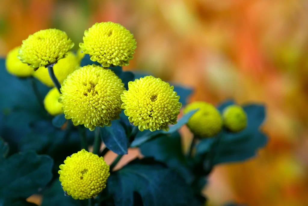 Yellow Chrysanthemum Dense Petals Green Leaves
