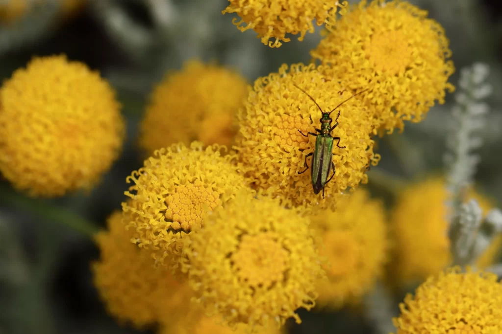 Yellow Chrysanthemum Dense Petals Bug