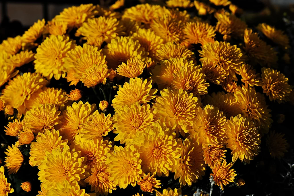 Yellow Chrysanthemum Dense Petals Sunlit